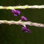 Stachytarpheta frantzii Flower