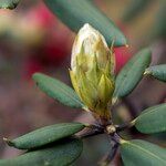 Rhododendron neriiflorum 其他