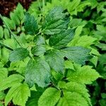 Actaea racemosa Blatt