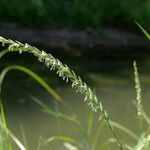 Elytrigia repens Blomst