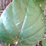 Cissus repens Blatt