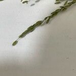 Ehrharta erecta Frucht