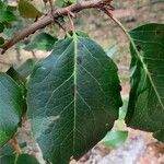 Lomatia hirsuta Leaf