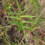 Panicum repens Leaf