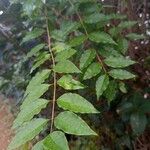 Ligustrum robustum Folha