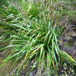 Machaerina iridifolia অভ্যাস