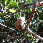 Elaeocarpus leratii फल