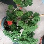 Pelargonium zonale Blatt