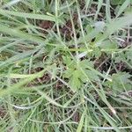 Ranunculus lanuginosus Ліст
