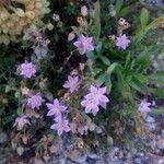 Spergularia rupicola Flower