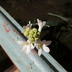 Polianthes tuberosa Kvet