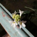 Polianthes tuberosa Blomst