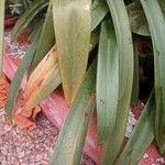 Clivia nobilis Feuille