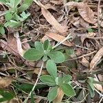 Antennaria neglecta Fulla