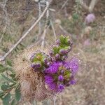 Melaleuca nesophila Õis