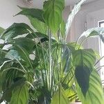 Spathiphyllum wallisiiΦύλλο