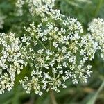 Chaerophyllum aureum Blüte