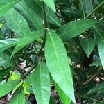 Justicia gendarussa Лист