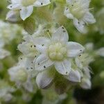 Sedum mocinoanum