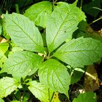 Parthenocissus quinquefolia Blatt