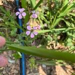 Vaccaria hispanica 花