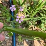 Vaccaria hispanica Blüte