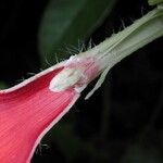 Mandevilla hirsuta Lubje