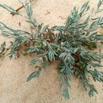 Polygonum maritimum Habitatea