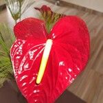 Anthurium andraeanumЛисток