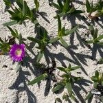 Carpobrotus glaucescens Hàbitat