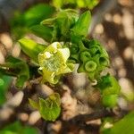 Vangueria madagascariensis Blomst
