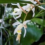 Coelogyne nervosa Flower