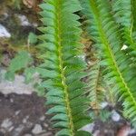 Polystichum lonchitis Лист