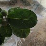 Ficus maxima পাতা