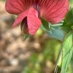 Lathyrus cicera Flor
