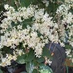 Ligustrum sinense പുഷ്പം