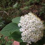 Viburnum lantana برگ