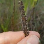 Lindsaea stricta Vrucht