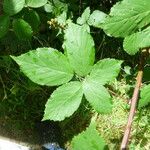 Rubus montanus Хабит