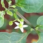Solanum scabrum 花