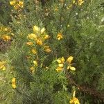 Ulex europaeusFlor