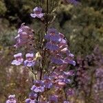 Penstemon linarioides Hábitos