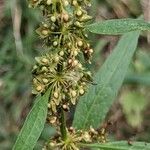 Rumex palustris Blomma