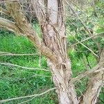 Melaleuca alternifolia Kabuk