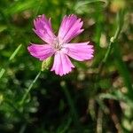 Dianthus borbasii Flor