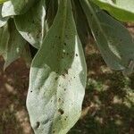 Heliotropium arboreum Leaf