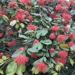 Calliandra tergeminaBlomst