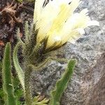 Hieracium berardianum Flower