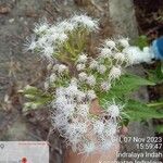 Chromolaena odorata Flor