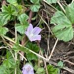 Malva neglectaFloare